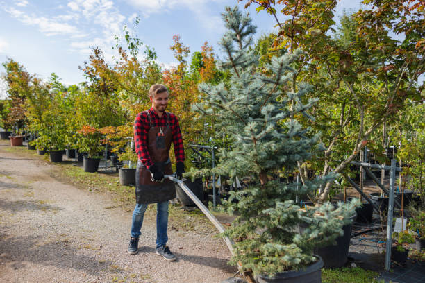 Best Professional Tree Care  in Highland Park, TX